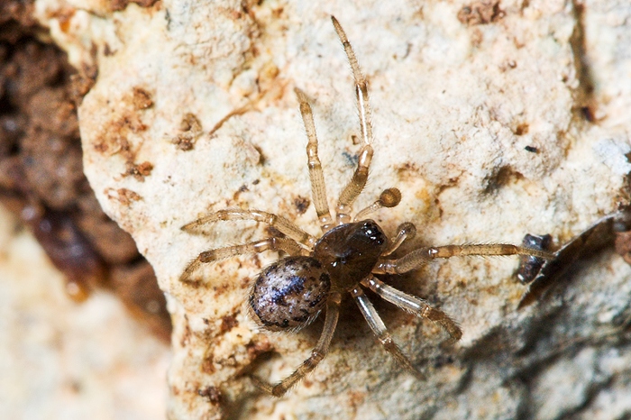 Enoplognatha cf. mandibularis